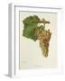 Jacquot Grape-J. Troncy-Framed Giclee Print