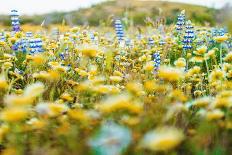 Super-Bloom Wildflowers-Jaemi Yoder-Photographic Print