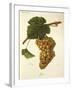 Jaen Grape-J. Troncy-Framed Giclee Print