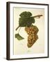 Jaen Grape-J. Troncy-Framed Giclee Print