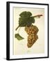 Jaen Grape-J. Troncy-Framed Giclee Print