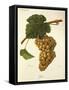 Jaen Grape-J. Troncy-Framed Stretched Canvas