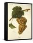 Jaen Grape-J. Troncy-Framed Stretched Canvas