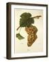 Jaen Grape-J. Troncy-Framed Giclee Print