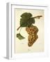 Jaen Grape-J. Troncy-Framed Giclee Print