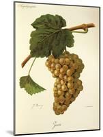 Jaen Grape-J. Troncy-Mounted Giclee Print