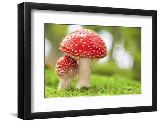 Premium Photographic Print, , large