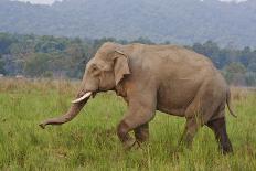 Indian Asian Elephant, Male, in the Savannah, Corbett NP, India-Jagdeep Rajput-Photographic Print