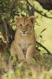 Lion Cub in the Bush, Maasai Mara Wildlife Reserve, Kenya-Jagdeep Rajput-Photographic Print