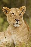 Lion Cub in the Bush, Maasai Mara Wildlife Reserve, Kenya-Jagdeep Rajput-Photographic Print
