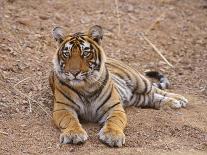 Royal Bengal Tiger At The Cenotaph, Ranthambhor National Park, India-Jagdeep Rajput-Photographic Print