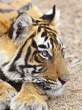 Bengal Tiger Cub on the Move, Tadoba Andheri Tiger Reserve, India-Jagdeep Rajput-Stretched Canvas