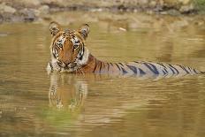 Royal Bengal Tiger At The Cenotaph, Ranthambhor National Park, India-Jagdeep Rajput-Photographic Print