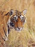 Royal Bengal Tiger At The Cenotaph, Ranthambhor National Park, India-Jagdeep Rajput-Photographic Print