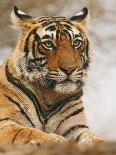 Portrait of Royal Bengal Tiger, Ranthambhor National Park, India-Jagdeep Rajput-Photographic Print