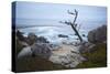 Jagged Tree Along 17 Mile Drive-Stuart-Stretched Canvas