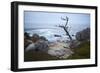 Jagged Tree Along 17 Mile Drive-Stuart-Framed Photographic Print