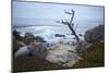 Jagged Tree Along 17 Mile Drive-Stuart-Mounted Photographic Print