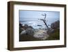 Jagged Tree Along 17 Mile Drive-Stuart-Framed Photographic Print