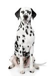 Dalmatian Dog Portrait-Jagodka-Stretched Canvas