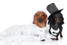 Fashionable Dachshund Dog Wedding-Jagodka-Framed Stretched Canvas
