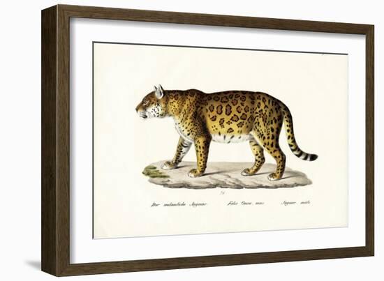 Jaguar, 1824-Karl Joseph Brodtmann-Framed Giclee Print