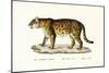 Jaguar, 1824-Karl Joseph Brodtmann-Mounted Giclee Print