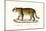 Jaguar, 1824-Karl Joseph Brodtmann-Mounted Giclee Print