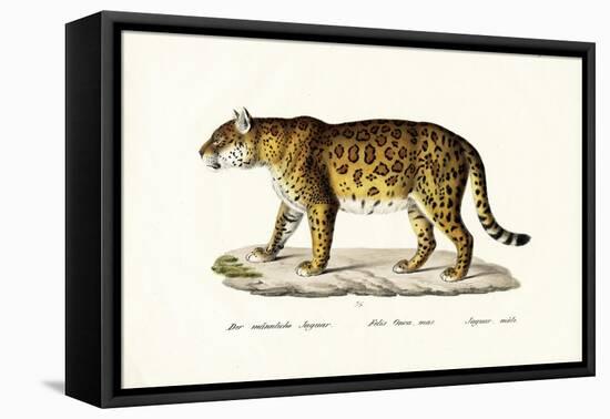 Jaguar, 1824-Karl Joseph Brodtmann-Framed Stretched Canvas