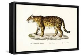 Jaguar, 1824-Karl Joseph Brodtmann-Framed Stretched Canvas