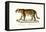 Jaguar, 1824-Karl Joseph Brodtmann-Framed Stretched Canvas