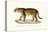 Jaguar, 1824-Karl Joseph Brodtmann-Stretched Canvas