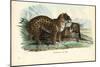 Jaguar, 1863-79-Raimundo Petraroja-Mounted Giclee Print