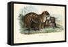Jaguar, 1863-79-Raimundo Petraroja-Framed Stretched Canvas