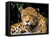 Jaguar, Amazon, Ecuador-Pete Oxford-Framed Stretched Canvas