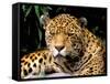 Jaguar, Amazon, Ecuador-Pete Oxford-Framed Stretched Canvas