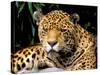 Jaguar, Amazon, Ecuador-Pete Oxford-Stretched Canvas