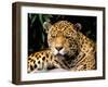 Jaguar, Amazon, Ecuador-Pete Oxford-Framed Photographic Print
