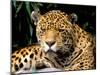 Jaguar, Amazon, Ecuador-Pete Oxford-Mounted Photographic Print