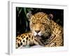 Jaguar, Amazon, Ecuador-Pete Oxford-Framed Photographic Print