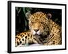 Jaguar, Amazon, Ecuador-Pete Oxford-Framed Photographic Print