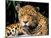 Jaguar, Amazon, Ecuador-Pete Oxford-Mounted Photographic Print