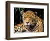 Jaguar, Amazon, Ecuador-Pete Oxford-Framed Photographic Print