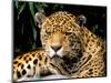 Jaguar, Amazon, Ecuador-Pete Oxford-Mounted Photographic Print