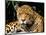 Jaguar, Amazon, Ecuador-Pete Oxford-Mounted Photographic Print