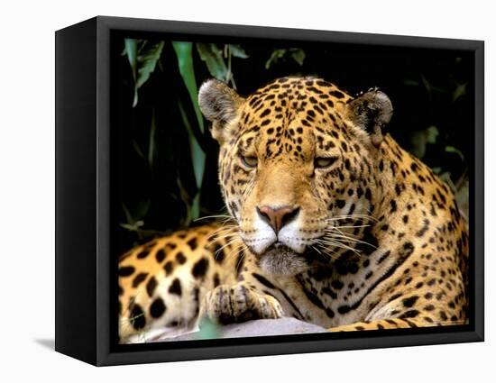 Jaguar, Amazon, Ecuador-Pete Oxford-Framed Stretched Canvas