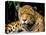 Jaguar, Amazon, Ecuador-Pete Oxford-Stretched Canvas