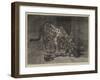 Jaguar and Cubs at the Jardin Des Plantes-Auguste Andre Lancon-Framed Giclee Print