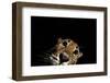 Jaguar at night, portrait, La Papalota, Mexico-Alejandro Prieto-Framed Photographic Print