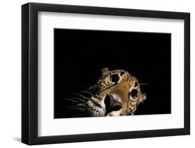 Jaguar at night, portrait, La Papalota, Mexico-Alejandro Prieto-Framed Photographic Print